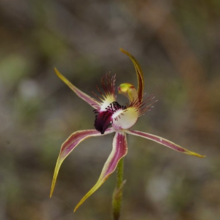 Caladenia graniticola